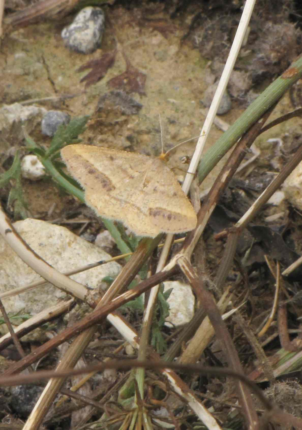 falena2 : Isturgia arenacearia